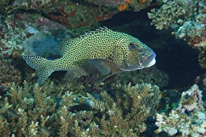 Sweetlips, Beqa Island off Southern Viti Levu, Fiji, South Pacific Sweetlips, Beqa Island off Southern Viti Levu, Fiji, South Pacific