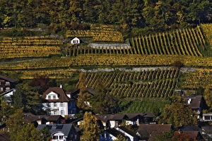 Swiss village and vineyards, Interlaken, Switzerland Swiss village and vineyards, Interlaken, Switzerland