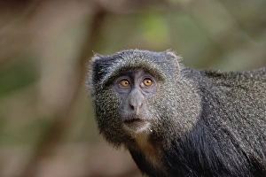 Blue Monkey Prints: Sykes Monkey Print, Lake Manyara National Park, Tanzania