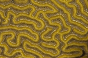 Symmetrical Brain Coral (Diplora strigosa), Punta Gruesa, Mahahual Peninsula, Quintana Roo Symmetrical Brain Coral (Diplora strigosa), Punta Gruesa, Mahahual Peninsula, Quintana Roo