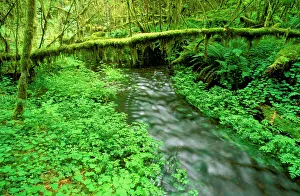 Taft Creek and lush groundcover in the Hoh Rain Forest, Olympic National Park, Washington State Taft Creek and lush groundcover in the Hoh Rain Forest, Olympic National Park, Washington State