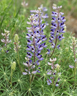 Tailcup Lupine, Lupinus argenteus, Cerrososo Canyon, New Mexico Tailcup Lupine, Lupinus argenteus, Cerrososo Canyon, New Mexico
