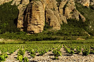 Tall rock columns of Camero Viejo mountains tower over a rocky vineyard near Islallana Tall rock columns of Camero Viejo mountains tower over a rocky vineyard near Islallana