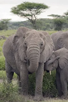 Tanzania, Africa. Mother African Elephant an young Tanzania, Africa. Mother African Elephant an young