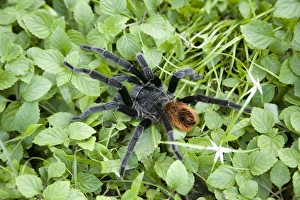 Tarantula (viewed from above), Blue Hole National Park, Belize, Central America Tarantula (viewed from above), Blue Hole National Park, Belize, Central America