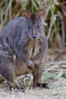 Tasmanian Pademelon (Thylogale billardierii) also called rufous-bellied Pademelon Tasmanian Pademelon (Thylogale billardierii) also called rufous-bellied Pademelon