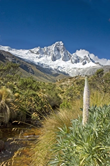 Taulli Macho, Giant Lupine, Lupinus weberbauerii, plant grows at 13, 000 to 15, 000 feet Taulli Macho, Giant Lupine, Lupinus weberbauerii, plant grows at 13, 000 to 15, 000 feet