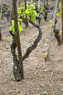 Terraced vineyards in the Cote Rotie district around Ampuis in northern Rhone planted Terraced vineyards in the Cote Rotie district around Ampuis in northern Rhone planted