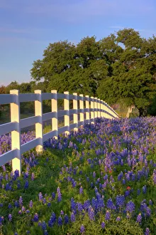Texas bluebonnets(Lupinus texensis) along white fenceline. Texas, USA, North America Texas bluebonnets(Lupinus texensis) along white fenceline. Texas, USA, North America