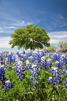 Texas bluebonnets(lupinus texensis) and oak tree, Texas, USA, North America Texas bluebonnets(lupinus texensis) and oak tree, Texas, USA, North America