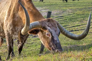 Images Dated 25th February 2015: Texas Longhorn, Florida, USA