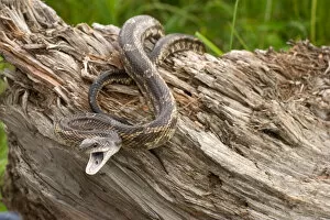 Images Dated 2nd July 2004: Texas rat snake, Elaphe obsoleta lindheimerii