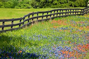 Texas, USA, North America. Wildflowers along fenceline Texas, USA, North America. Wildflowers along fenceline