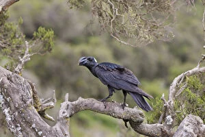 Afro Alpine Collection: Thick-billed raven (Corvus crassirostris) in the highlands of Ethiopia, Thick-billed