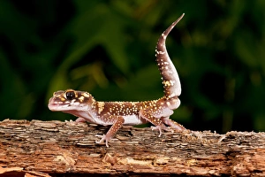 Thick-tailed Gecko Underwoodisaurus milli Native to Eastern Australia Habitat Thick-tailed Gecko Underwoodisaurus milli Native to Eastern Australia Habitat