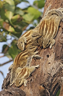 Threestriped Palm Squirrels cuddled together, Keoladeo National Park, India Threestriped Palm Squirrels cuddled together, Keoladeo National Park, India