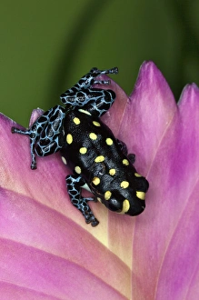 Thumbnail Dart Frog, Ranitomeya vanzolini, native to Peru Thumbnail Dart Frog, Ranitomeya vanzolini, native to Peru