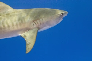 Tiger Shark (Galeocerda cuvier), Northern Bahamas Tiger Shark (Galeocerda cuvier), Northern Bahamas