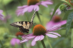 Tiger Swallowtail butterfly on purple coneflower, Pterourus glaucus, Kentucky Tiger Swallowtail butterfly on purple coneflower, Pterourus glaucus, Kentucky