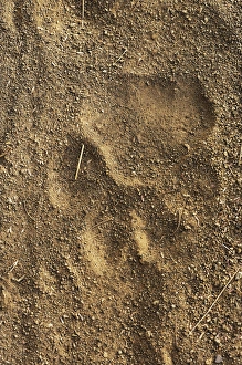 Tiger tracks in sand, Ranthambore National Park, Rajasthan, India Tiger tracks in sand, Ranthambore National Park, Rajasthan, India