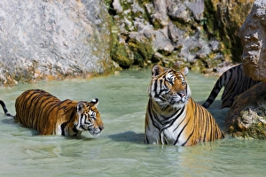 Tigers in water, Indochinese tiger or Corbetts tiger (Panthera tigris corbetti) Tigers in water, Indochinese tiger or Corbetts tiger (Panthera tigris corbetti)