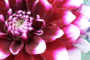 Macro Collection: Tight in photographs of Dalhia flower with the pedals radiating outward, Sammamish