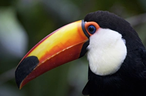 Toco Toucan (Ramphastos toco), Brazil. Is the largest and probably the best known Toco Toucan (Ramphastos toco), Brazil. Is the largest and probably the best known