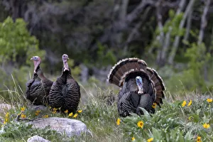 Tom turkey in breeding plumage with hens in Great Basin National Park, Nevada, USA Tom turkey in breeding plumage with hens in Great Basin National Park, Nevada, USA