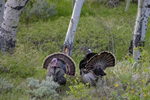 Tom turkeys in breeding plumage in Great Basin National Park, Nevada, USA Tom turkeys in breeding plumage in Great Basin National Park, Nevada, USA