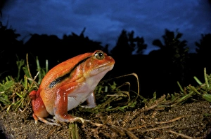 Tomato frog (Dyscophus antongili), Eastern Madagascar Tomato frog (Dyscophus antongili), Eastern Madagascar