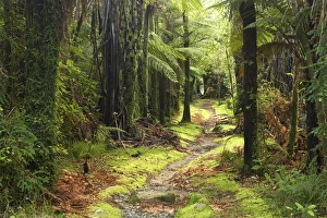 Track by Fox River, Paparoa National Park, West Coast, South Island, New Zealand Track by Fox River, Paparoa National Park, West Coast, South Island, New Zealand