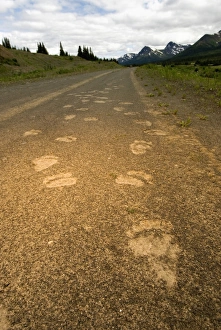 Tracks of a grizzly bear, Ursus arctos, Sacred Headwaters, British Columbia Tracks of a grizzly bear, Ursus arctos, Sacred Headwaters, British Columbia
