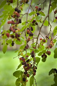 Traditional foods such as berries were gathered by the Iroquois Indians of the Six Traditional foods such as berries were gathered by the Iroquois Indians of the Six