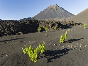Traditional viniculture in the Cha de Caldeiras,. Stratovolcano mount Pico do Fogo Traditional viniculture in the Cha de Caldeiras,. Stratovolcano mount Pico do Fogo
