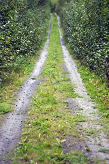 Trail in the wilderness near Hope in the Kenai Peninsula, Alaska Trail in the wilderness near Hope in the Kenai Peninsula, Alaska