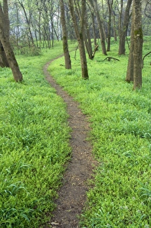 Trail winding through native grasses, Pruitt landing, Log Cabin Trail, Buffalo National River Trail winding through native grasses, Pruitt landing, Log Cabin Trail, Buffalo National River