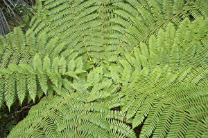 Tree Fern (ponga), Fiordland National Park, Fiordland, South Island, New Zealand Tree Fern (ponga), Fiordland National Park, Fiordland, South Island, New Zealand