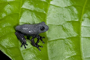 Tree Frog (Hypsiboas geographicus) juvenile, Yasuni National Park, Amazon Rainforest, ECUADOR Tree Frog (Hypsiboas geographicus) juvenile, Yasuni National Park, Amazon Rainforest, ECUADOR