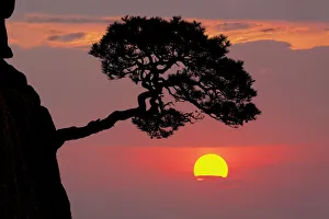 Tree on granite mountain peak at sunrise, Yellow Mountain or Huangshan Tree on granite mountain peak at sunrise, Yellow Mountain or Huangshan
