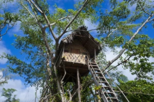 Tree house in a Banyan tree below the Volcano Yasur, Island of Tanna, Vanuatu, South Tree house in a Banyan tree below the Volcano Yasur, Island of Tanna, Vanuatu, South