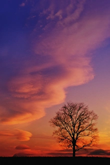 Tree Silhouette At Sunset Prints: Tree silhouette at sunset