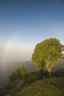 Tree in sunlight Tres Cruces Region of Manu, UNESCO Biosphere Reserve; World Natural Tree in sunlight Tres Cruces Region of Manu, UNESCO Biosphere Reserve; World Natural