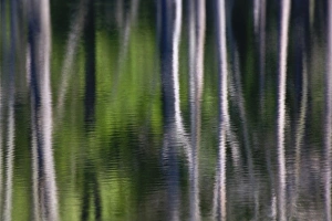Tree trunk reflections on small lake, Kentucky Tree trunk reflections on small lake, Kentucky