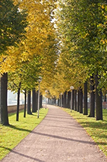 Treelined pathway along Elbe River Dresden, Germany Treelined pathway along Elbe River Dresden, Germany