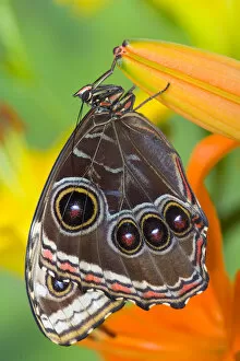 Images Dated 22nd October 2005: Tropical Butterfly the Blue Morpho, Morpho granadensis with wings closed on lily