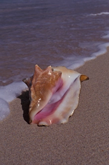Tropical Caribbean, Grenada, Grand Anse Beach. Conch shell at surfs edge Tropical Caribbean, Grenada, Grand Anse Beach. Conch shell at surfs edge