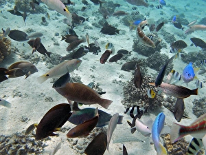 Tropical Fish, Malolo Lailai Island, Mamanuca Islands, Fiji, South Pacific Tropical Fish, Malolo Lailai Island, Mamanuca Islands, Fiji, South Pacific