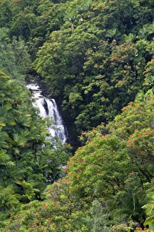 Tropical rainforest near Hilo on the Big Island of Hawaii Tropical rainforest near Hilo on the Big Island of Hawaii