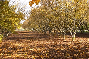 A truffles forest, actually a plantation Truffiere de la Bergerie (Truffiere) truffles A truffles forest, actually a plantation Truffiere de la Bergerie (Truffiere) truffles