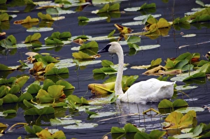 Trumpeter Swan in Liliy Pods; Chugach National Forest; Alaska; USA Trumpeter Swan in Liliy Pods; Chugach National Forest; Alaska; USA
